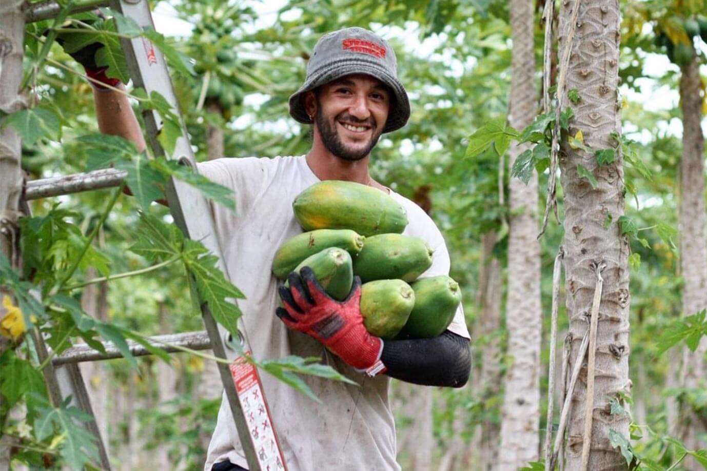 New Papaya Season Launch